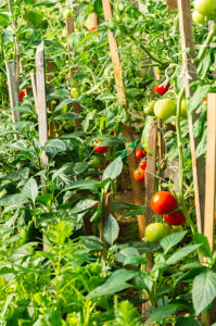 growing vegetables in greenhouse