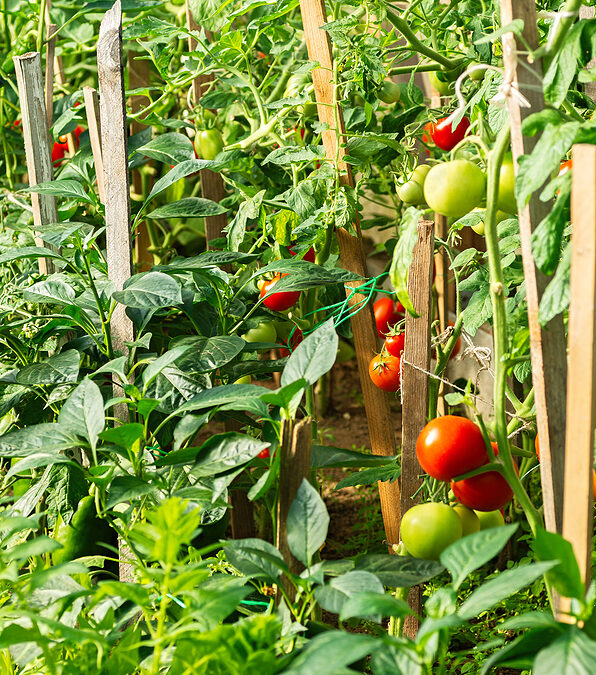 Keeping Your Food Garden Safe in a Greenhouse